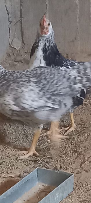 Барковский кораз