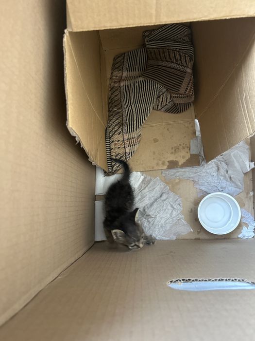 Котенок отдам даром