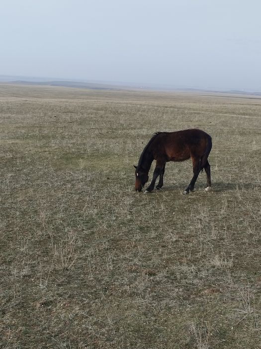 Ассалаумағалейкум! Еркек тайлар сатылады!!!