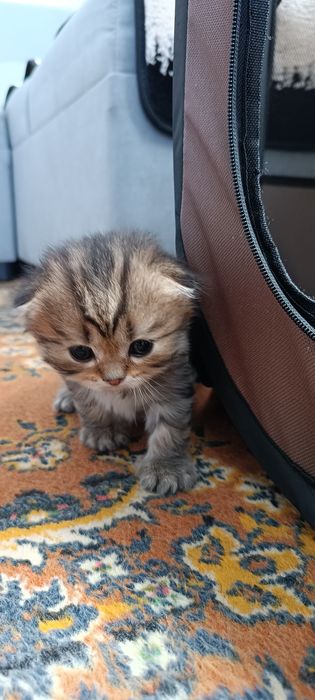 Котята шотландцы