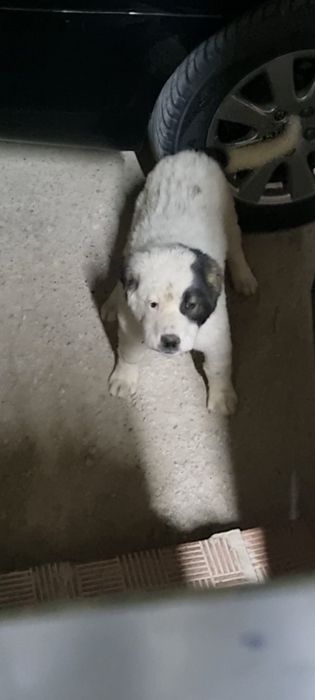 Күшік  сатылады, 3айлық, ұрғашы