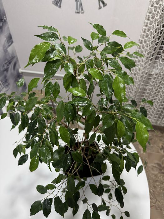 Фикус бенджамина продам