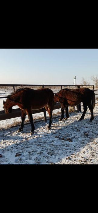 Жылкы лошадь сатамын