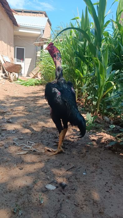 Dakan xoroz sotiladi