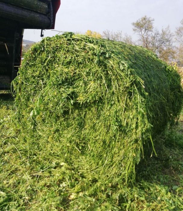 Baloti infoliati de lucerna