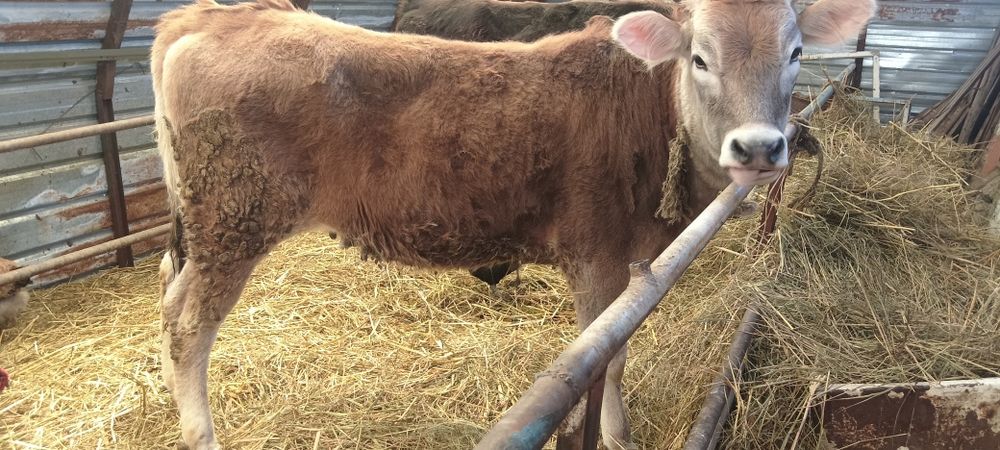 сутти сиыр сатылады