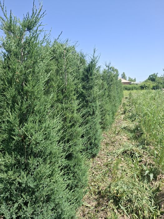 Xarxil turdagi manzarali ko‘chatlar