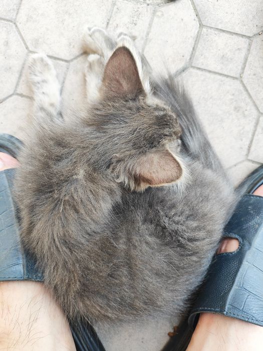 Отдам Породистого Котёнка, Сибирский-длинношенртный.