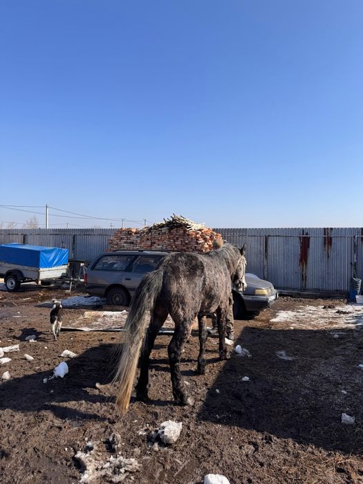 Айғыр (Жеребец) 750000