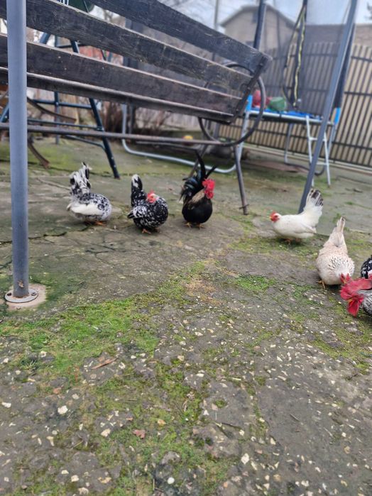 Gainusi chabo de vanzare.