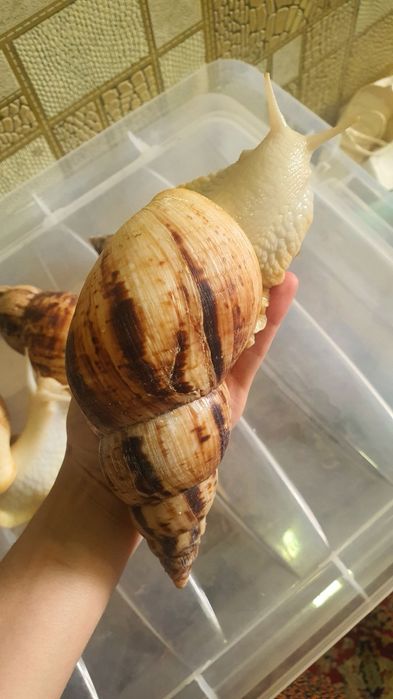 Улитки ретикулята альбинос 16-17см