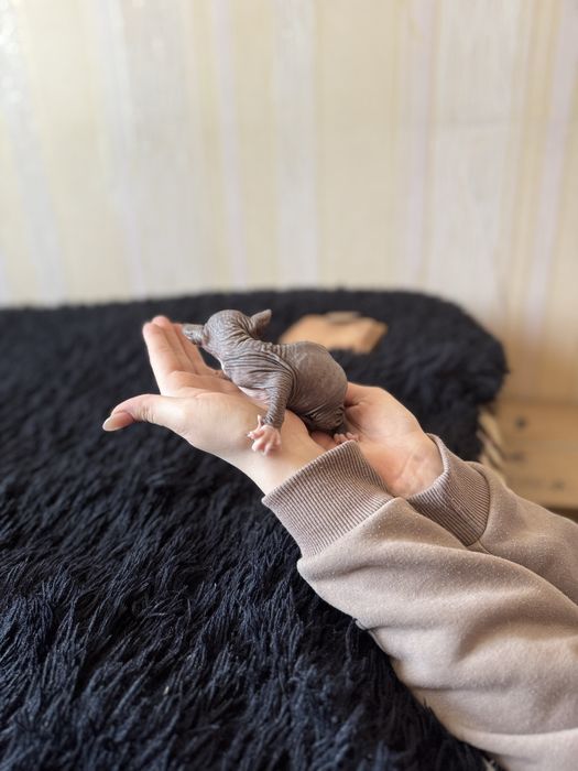 Продаются котята сфинкс