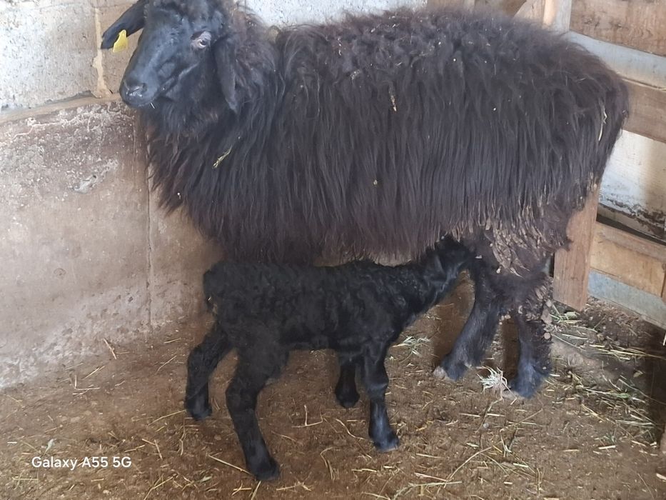 Қозылы қой мен ешкі сатылады