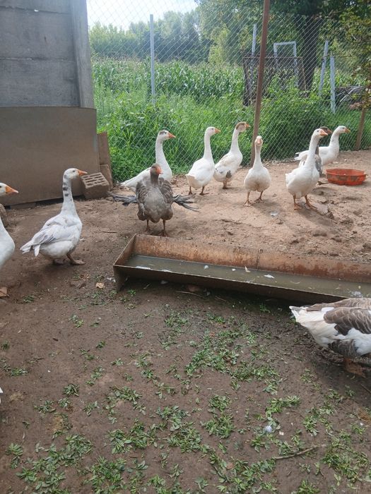 Oua de gasca de rata motate și rata muta pt incubat