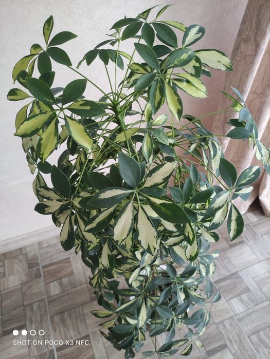 Шефлера вариегатная