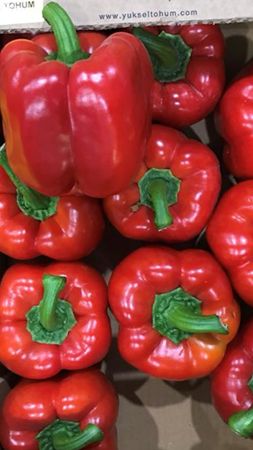 Rasaduri de ardei gras rosu Aktor F1