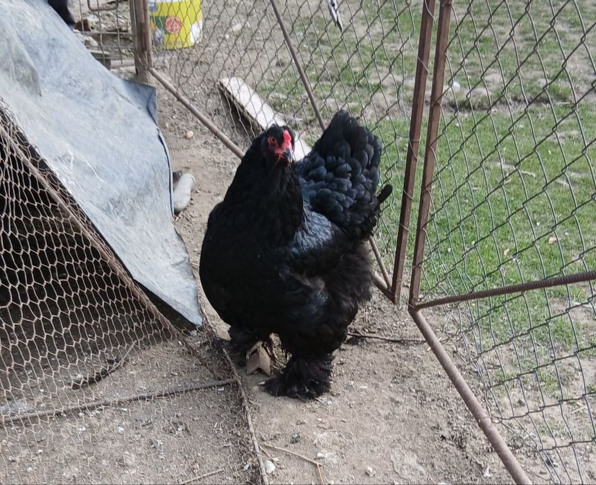 Oua gaini Brahma Negru/Sussex