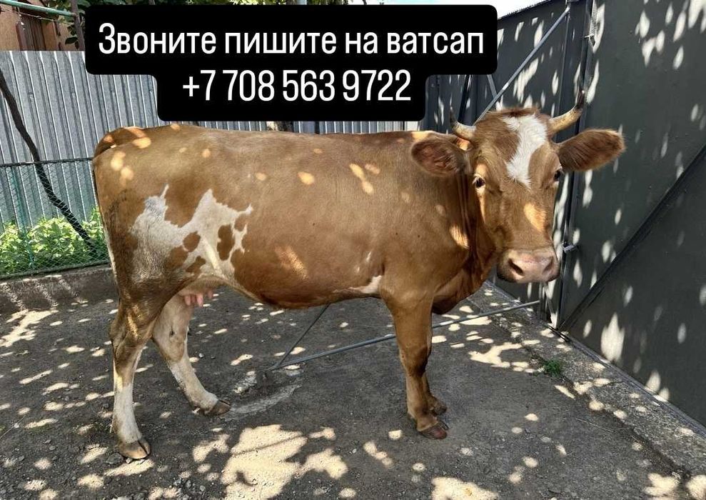 Хорошая корова с телёнком