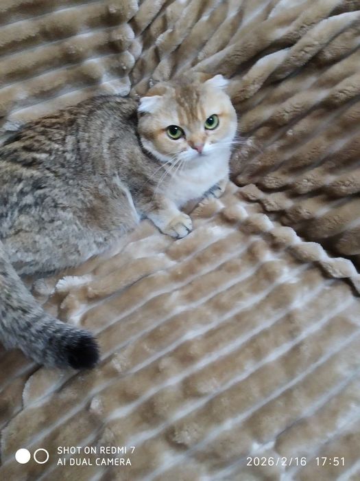 Продаётся очаровательная девочка фолд 1.2месяца