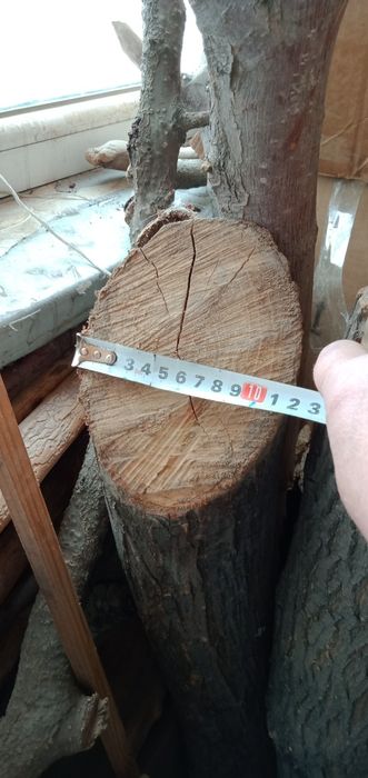 Бревна карагача и березы