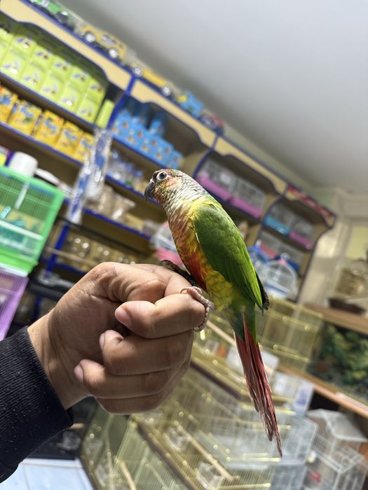 Продам Ручной попугай