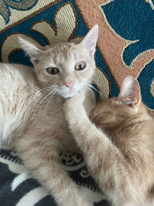 рыжие котята подростки