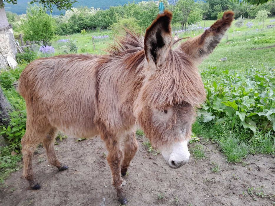 Vand un pui de magar, mascul