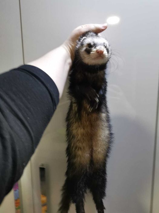 Хорек ищет невесту