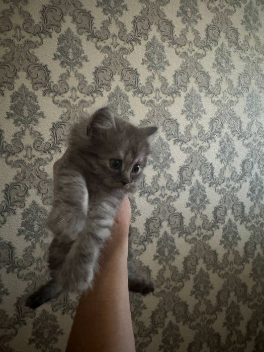 Mushuk котята shinshila