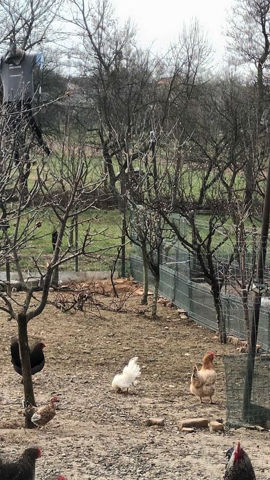 De vanzare 2perechi de gaini iopan