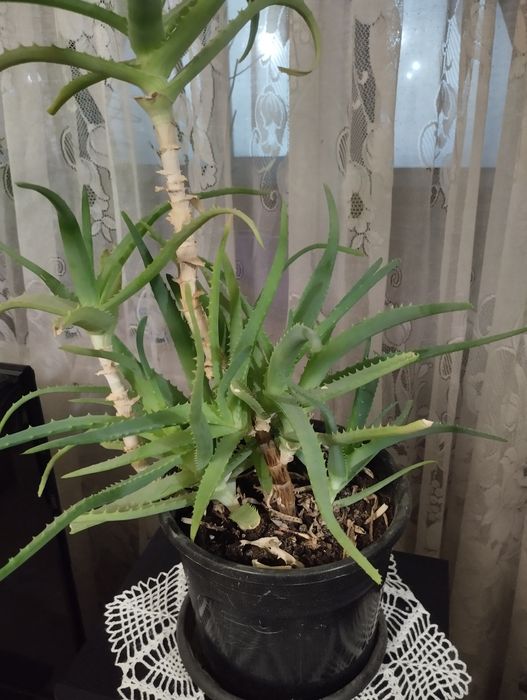 Комнатные цветы дом