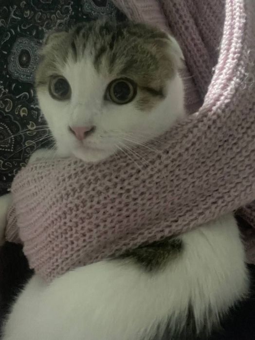 Шотландская вислоухий кот