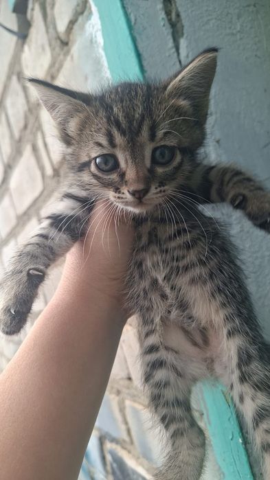 Котята бесплатно