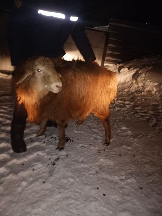 Баран, кошкар молодой