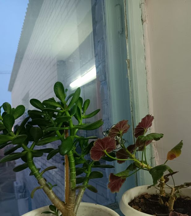 Продам цветы.Приходите забирайте.Цена 2500 за горшок,они разные.