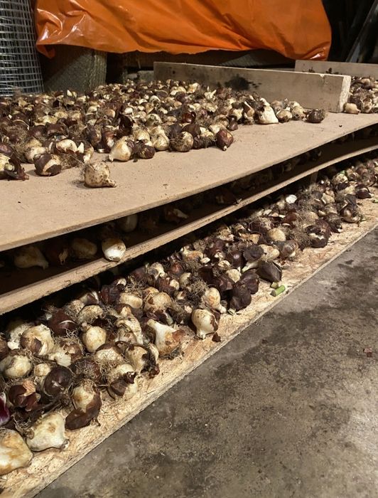 Луковицы тюльпаны по 10тг акция