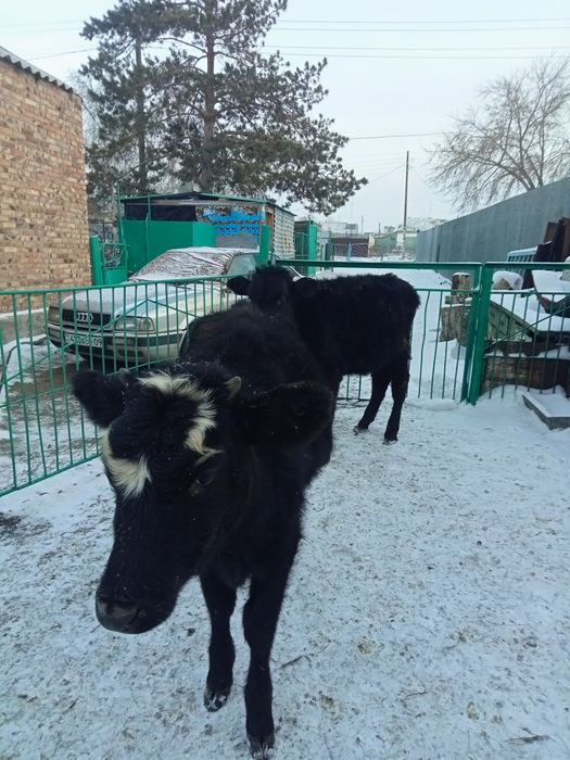 Продам тёлочек 2025 года