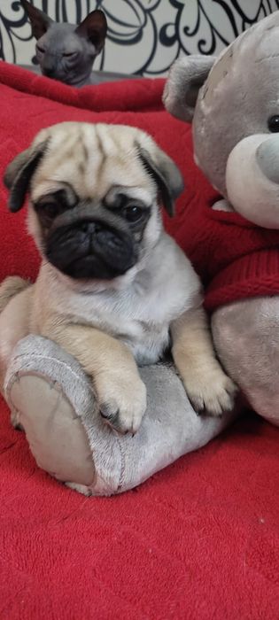 Продам щенков мопса