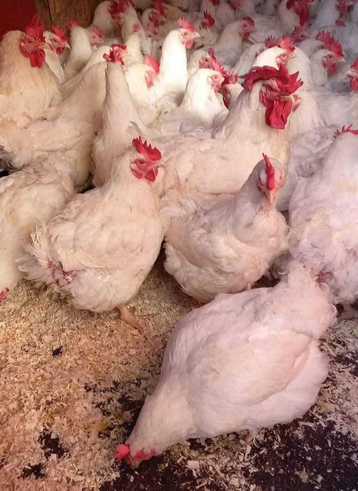 Pui alb rasă mixtă