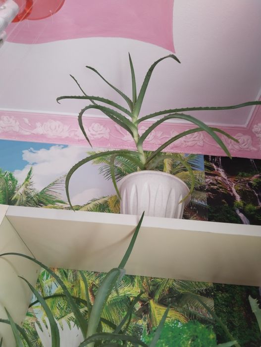 Продам алое лечебное