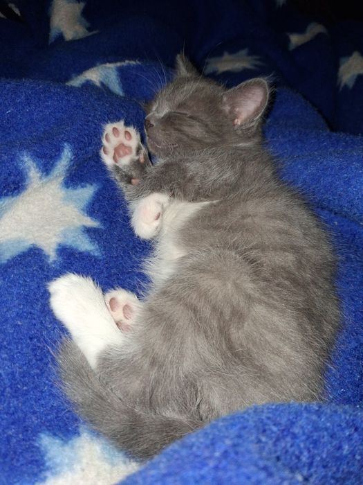 Котёнок Мальчик!