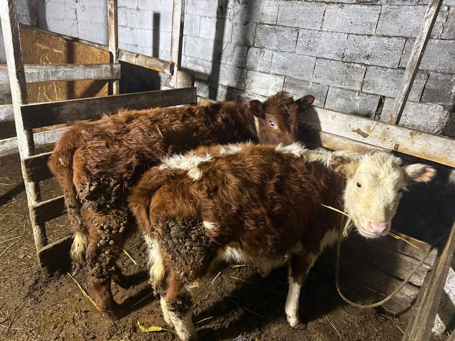 Продается КРС и бараны