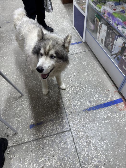 Отдам хаски в добрые руки