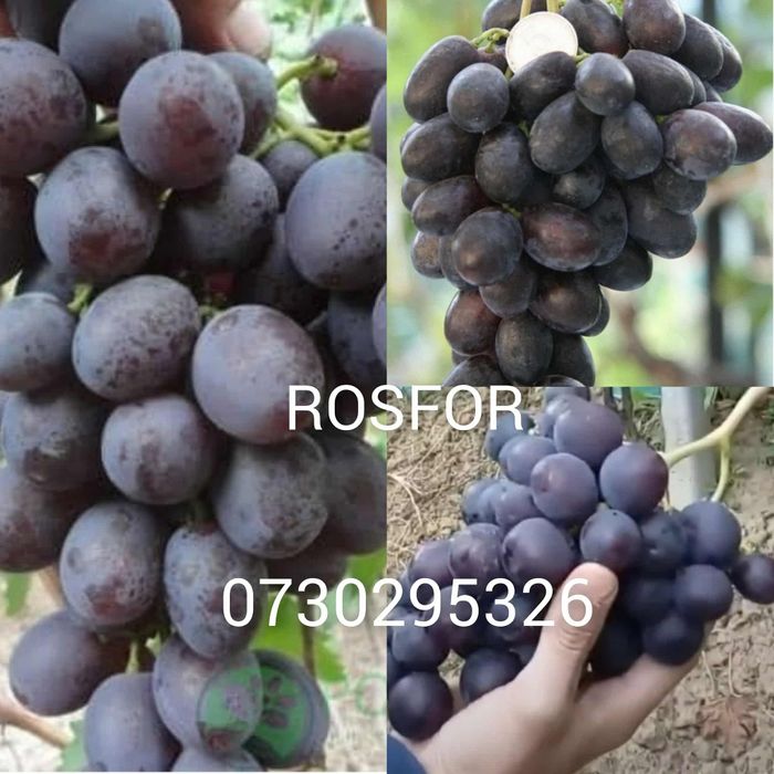 Vând Butasi vita de vie Altoita și Hibridă direct de la PRODUCĂTOR