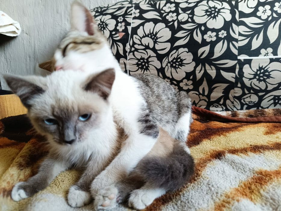 Котята в добрые руки.