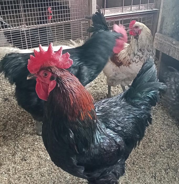 Куриный помёт для удобрения