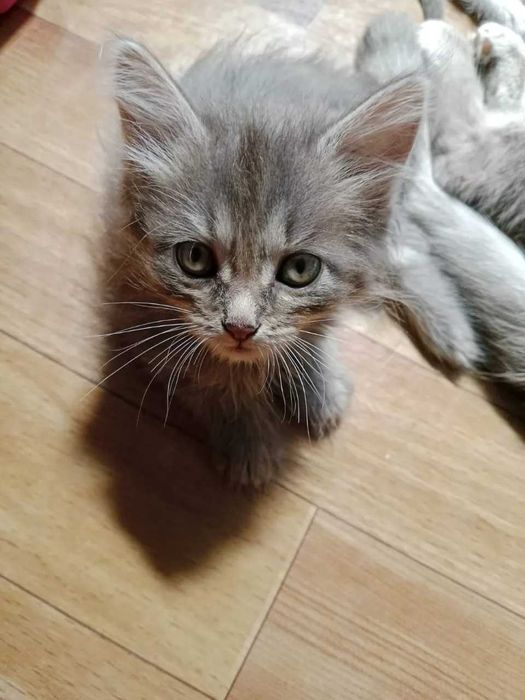 Отдам котят в добрые руки