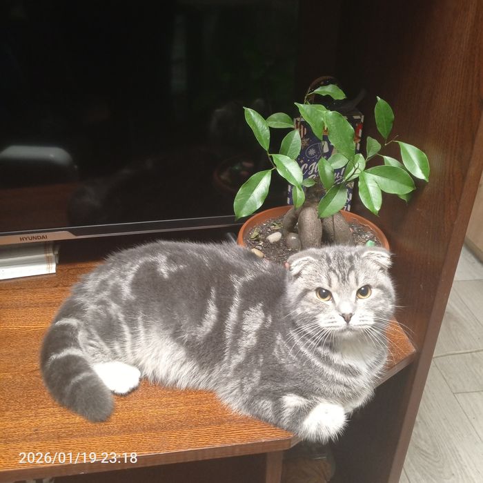 Кошечка  ищет добрых  хозяев