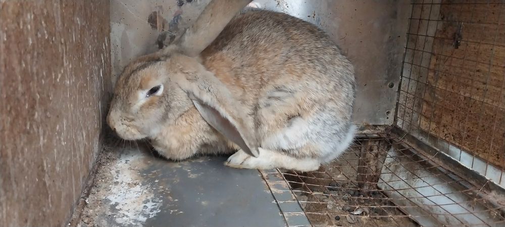 Продаётся кролики куйон сотилади