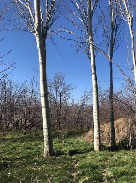 Terak sotiladi suvaw terayla